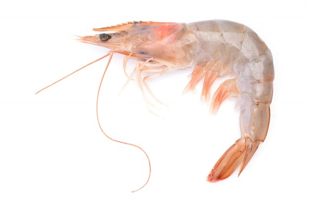 Shrimps on a white