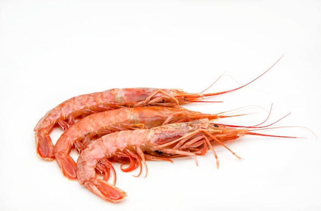 Shrimps on white