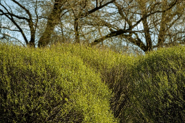 Shrub blooming in the spring in the rays of the sun against the background of tree branches