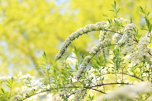 Shrub blooming with white flowers blurred background Natural spring background