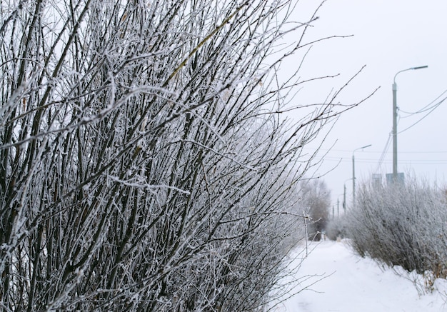 Shrub branches covered with hoarfrost against the background of a path and lampposts