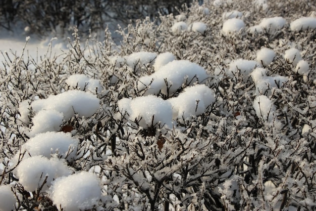 Shrub branches in hoarfrost and snow flakes as a seasonal banner