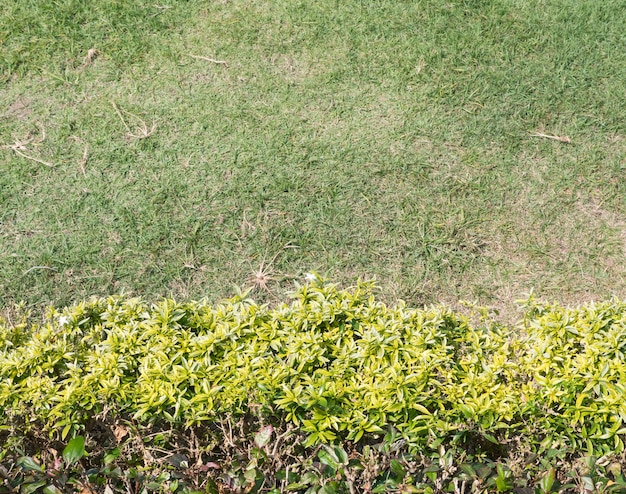 Shrub fence row.