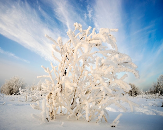 Shrub in frost on background of the sky