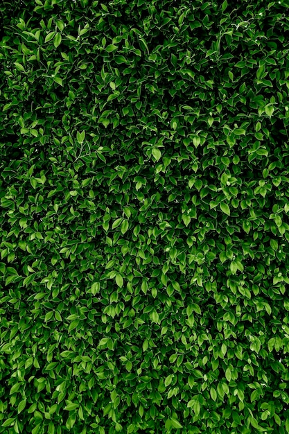 Shrub growing on the wall. Leaf texture