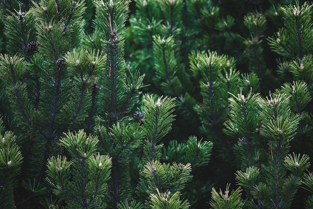 Shrub mountain pine tree - Pinus mugo, closeup