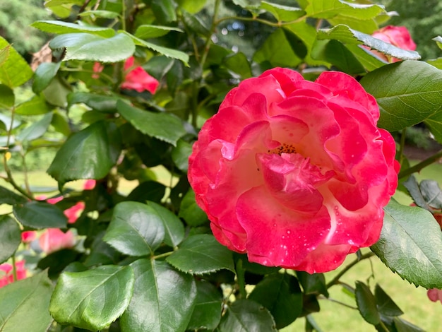 Shrub of pink and delicate roses against natural background