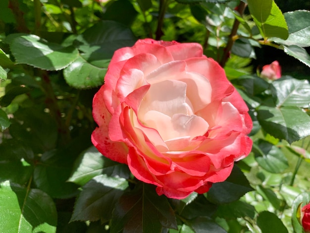 Photo shrub of pink and delicate roses against natural background