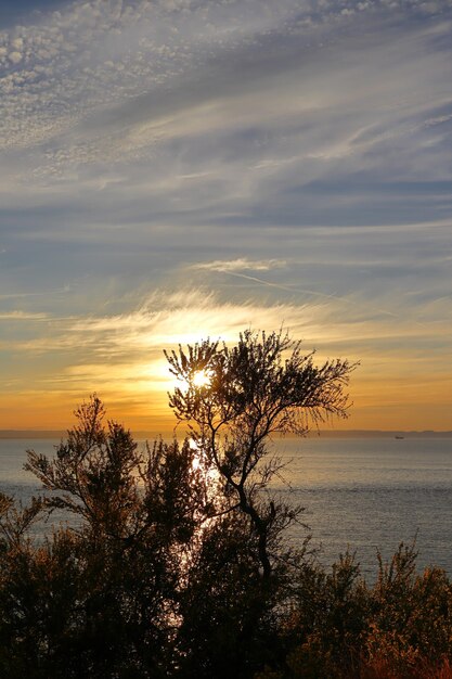 Foto un arbusto in silhouette con un tramonto alle spalle