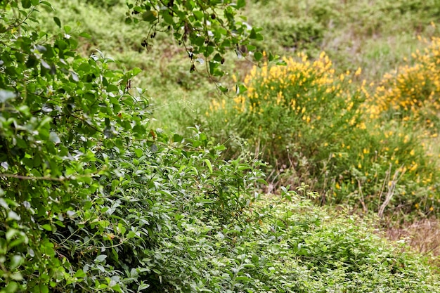 後ろに黄色い花を持つ別の茂みのある牧草地にたくさんの緑の葉がある低木