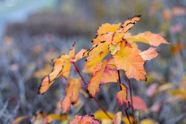 Shrub with orange leaves in the garden in autumn