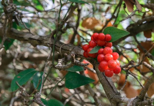 Foto arbusto con primo piano di bacche rosse