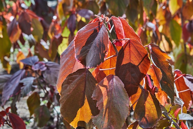 Shrub with red leaves grows in forest belt