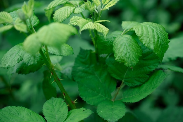 Shrub with spikes and green leaves