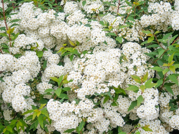 Shrub with white flowers Spirea Spring flowering umbrella flowers