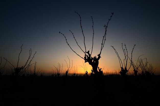 Shrubs at sunset