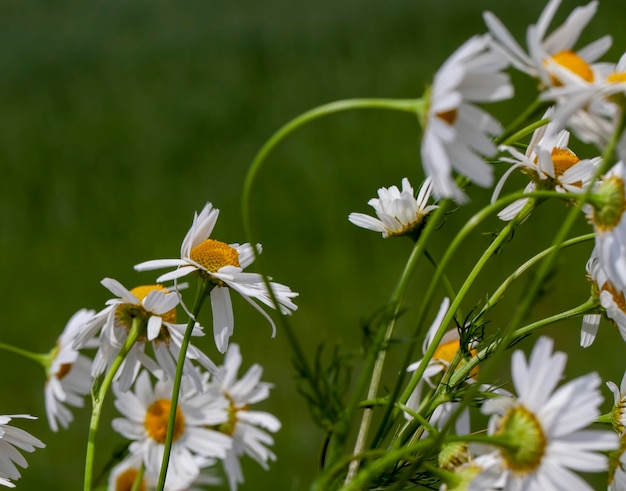 Shrubs of white daisies in the summer