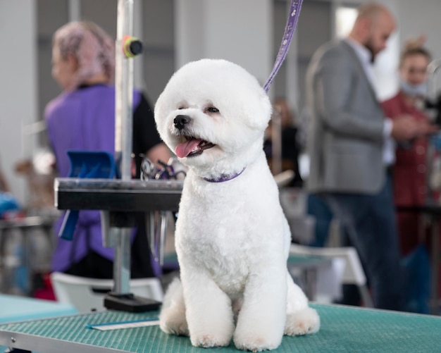 Shy bichon frise sits on a grooming table