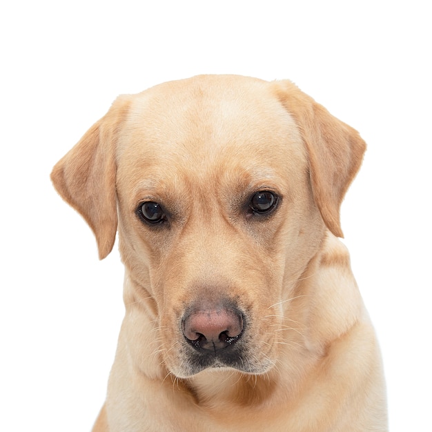 白で隔離される内気な犬