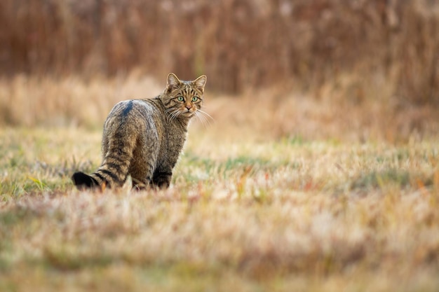 Timido gatto selvatico europeo che guarda indietro sopra la spalla su un prato in autunno