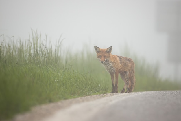 Shy red fox standing on the side of a road afraid of crossing a street