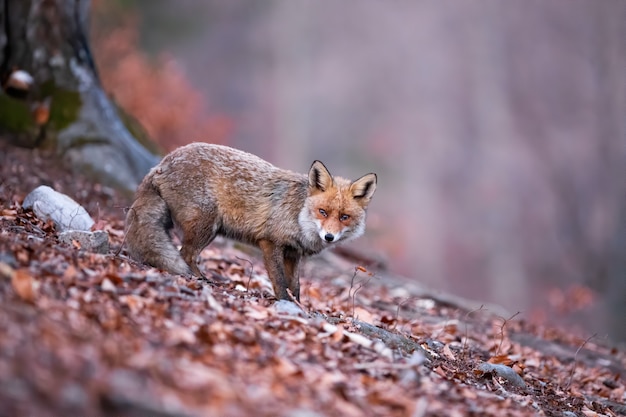 Foto timida volpe rossa con la coda in giù che vaga nella cupa foresta