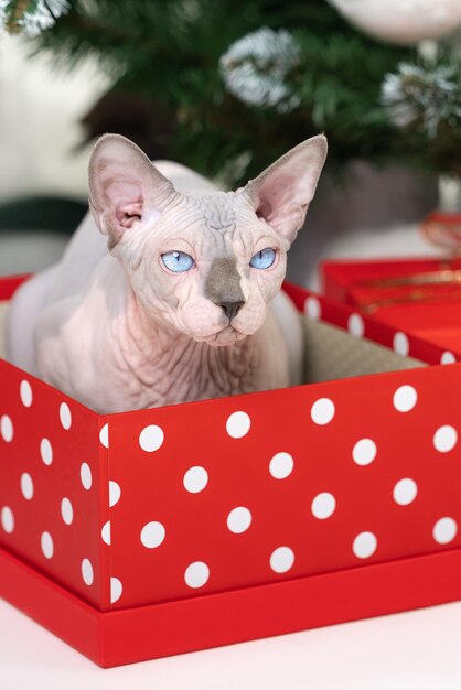 Shy sphynx cat sitting in red polka dot gift box under christmas tree lovely thoroughbred domestic k