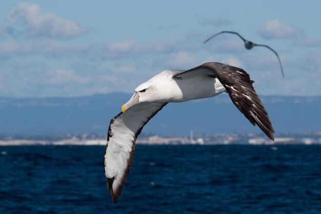 ShyWhitecapped Albatross Thalassarche cautasteadi in flight Stock Photo