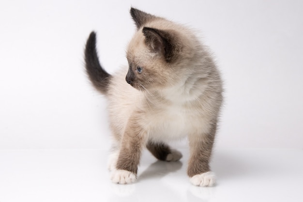 Siam kitten standing on a white table