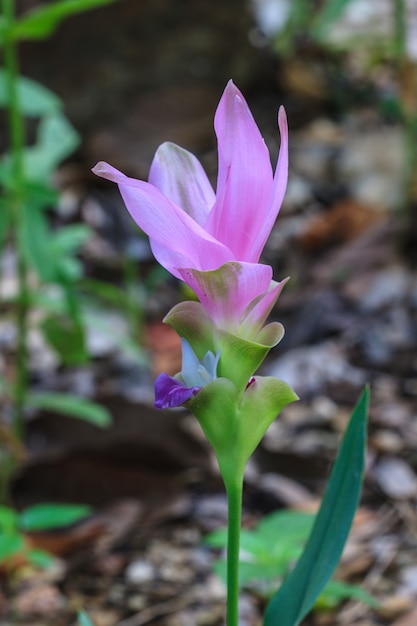 Siam Tulip-bloem