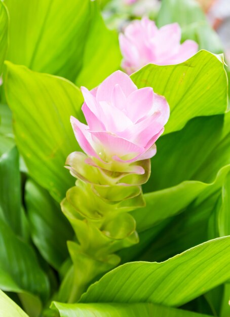 Photo siam tulip flower or curcuma alismatifolia