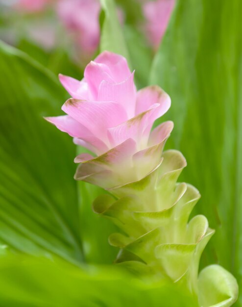 Photo siam tulip flower or curcuma alismatifolia