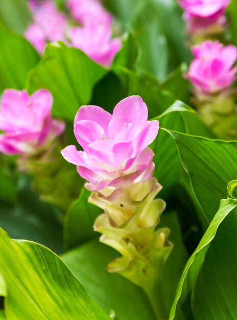 Photo siam tulip flower or curcuma alismatifolia