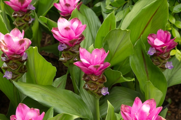 Siam tulip flower.