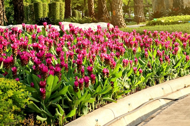 熱帯のサイアムチューリップの花