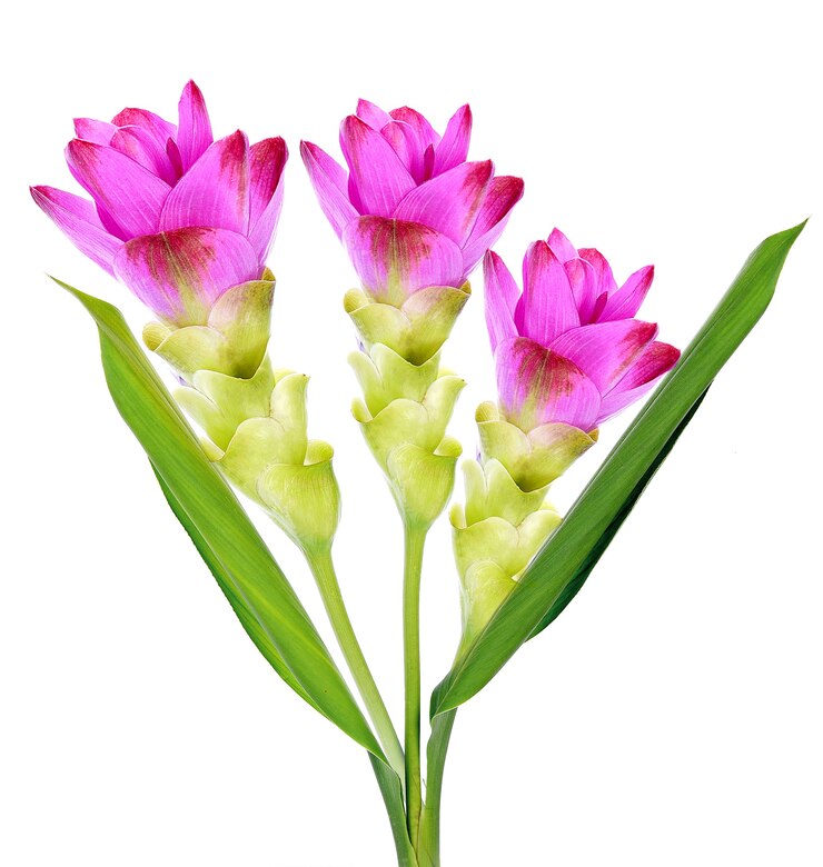 Siam Tulip paars-roze op witte achtergrond
