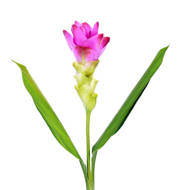 Siam Tulip paars-roze op witte achtergrond