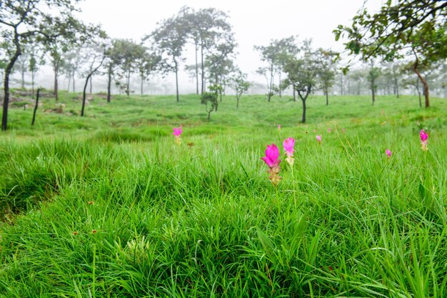 사이  국립 공원 (Sai Thong National Park) 의 산에서 꽃이 피는 시암 립 (Siam tulip) 꽃이 태국에서 비가 오는 계절에 보이지 않습니다.