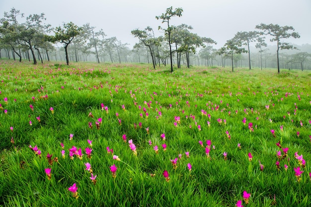 사이  국립 공원 (Sai Thong National Park) 의 산에서 꽃이 피는 시암 립 (Siam tulip) 꽃이 태국에서 비가 오는 계절에 보이지 않습니다.