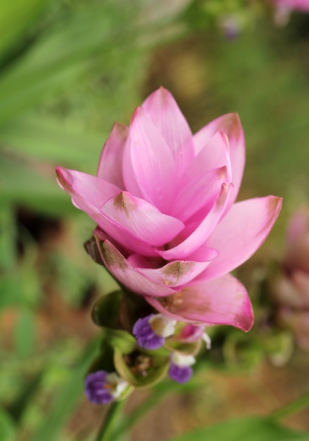 Siam Tulip. pink flower