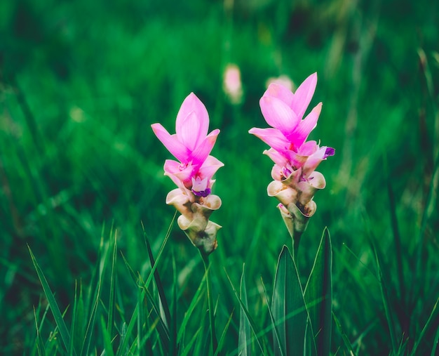 Photo siam tulip in thailand