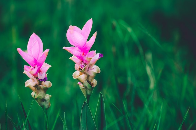 Photo siam tulip in thailand