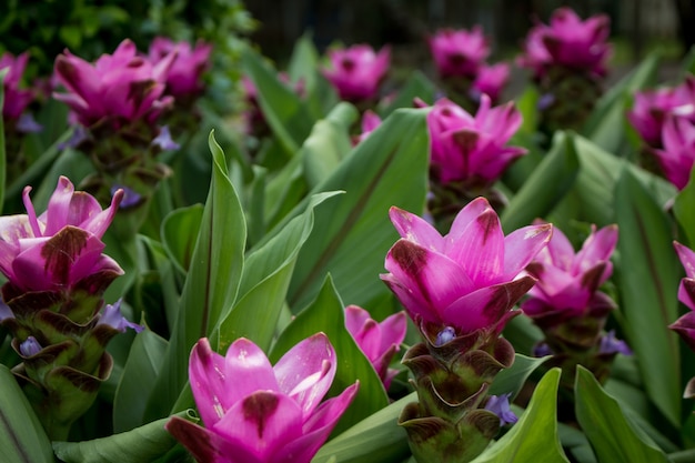 siam tulip.