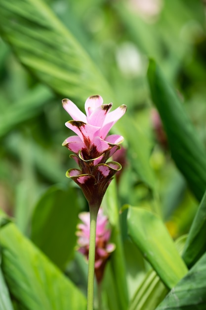 시암 튤립 또는 독 크라 쿠아 오 (Curcuma alismatifolia)