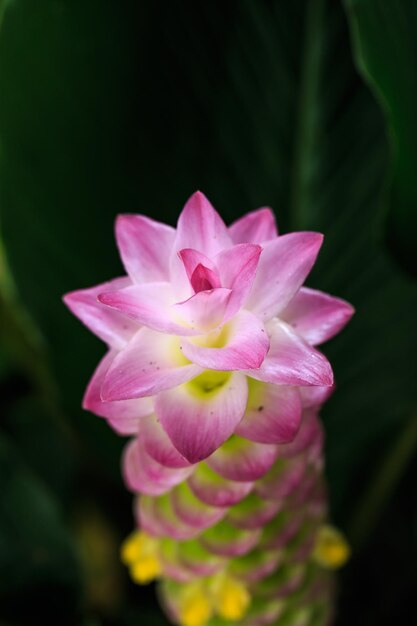 Siam tulpenbloem of Patumma in de tuin