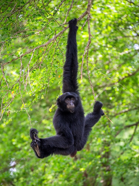 Siamang (Giant Muntjac 또는 Black Gibbons)은 자연 환경에서 나무에 매달려 있습니다.