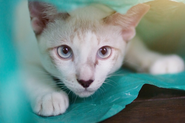 Siamcat playing in green clear plastic bag