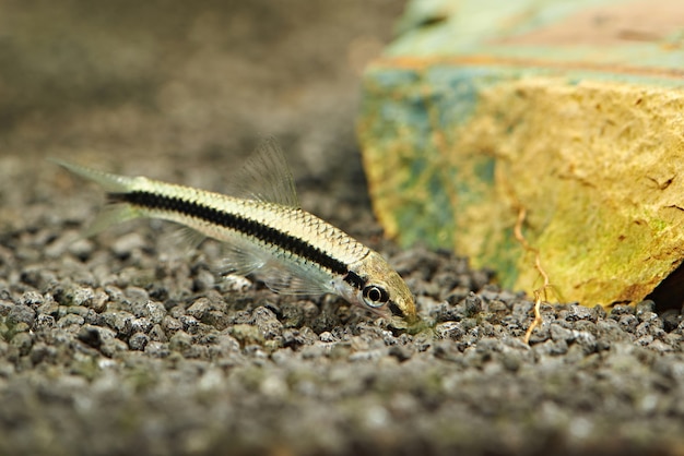 Photo siamese algae eater in aquarium