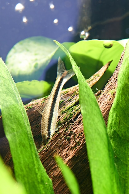 Siamese algae eater in aquarium