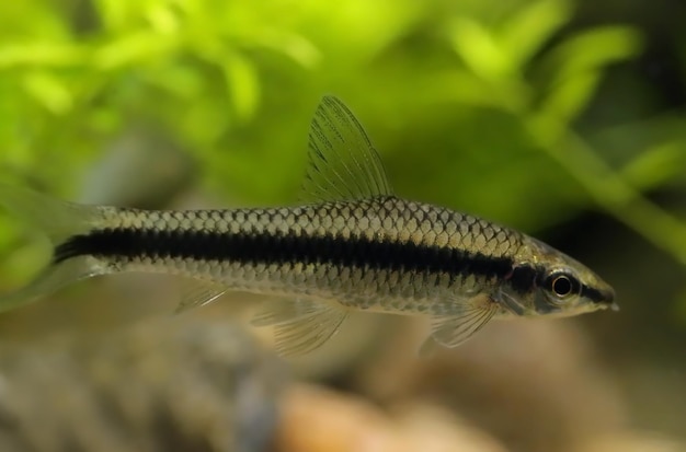 Siamese algae eater in freshwater aquarium